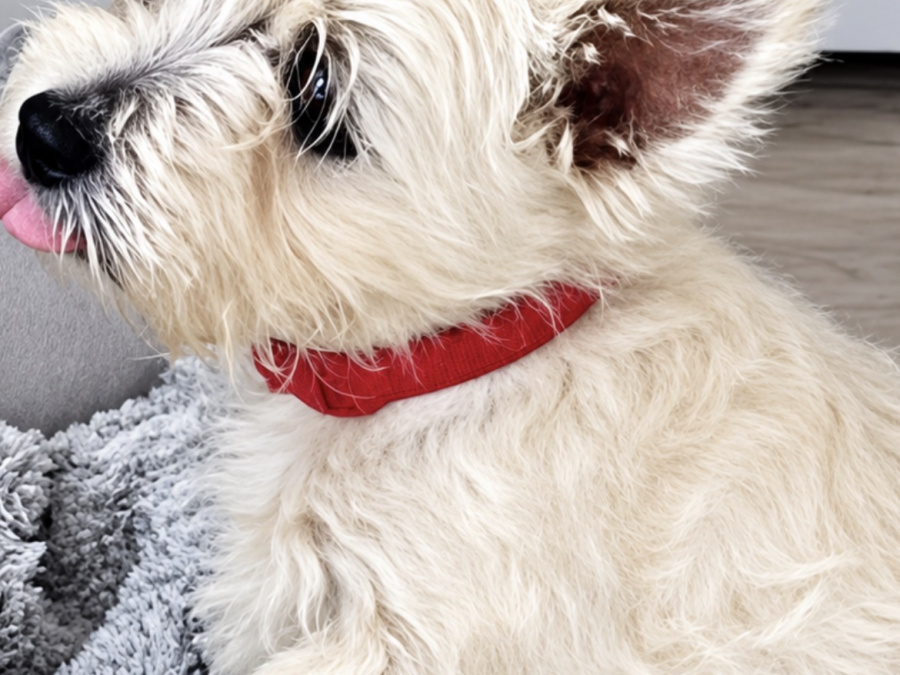 West Highland Terrier for sale in Westmeath - photo 2