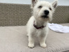 West Highland Terrier for sale in Westmeath - photo 3