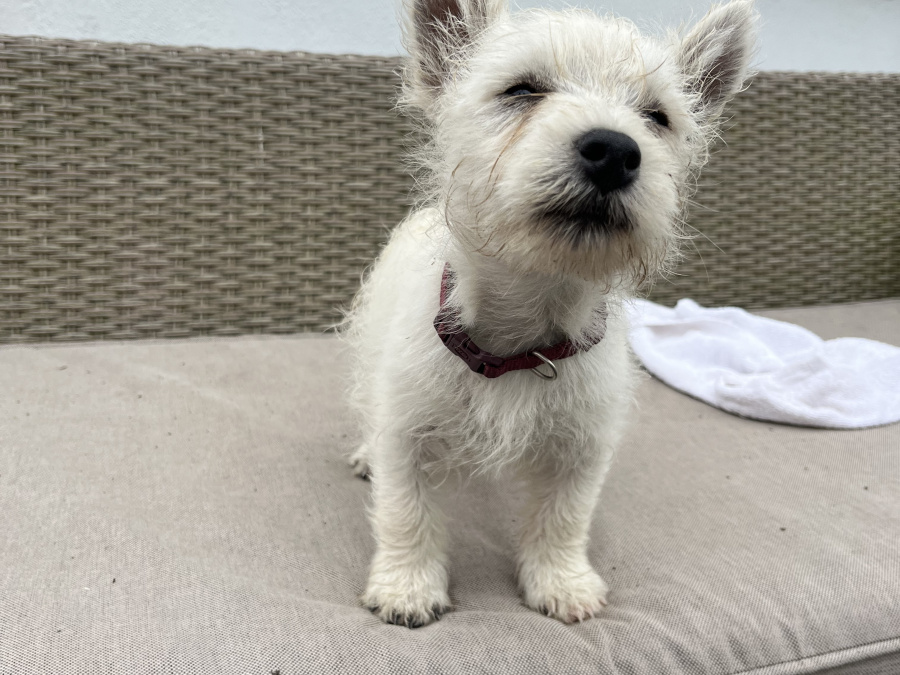 West Highland Terrier for sale in Westmeath - photo 3
