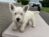 West Highland Terrier for sale in Westmeath - photo 4
