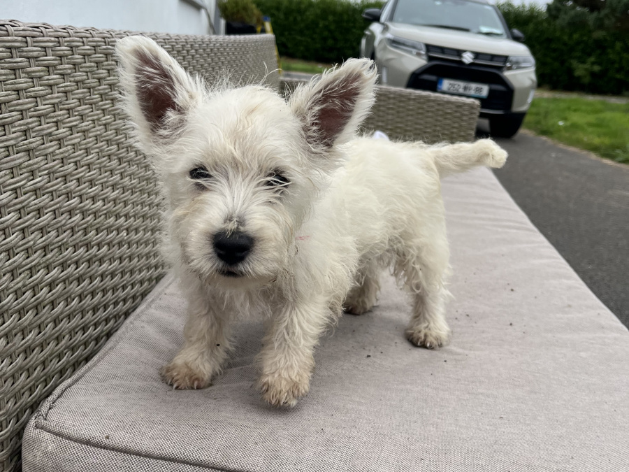 West Highland Terrier for sale in Westmeath - photo 4