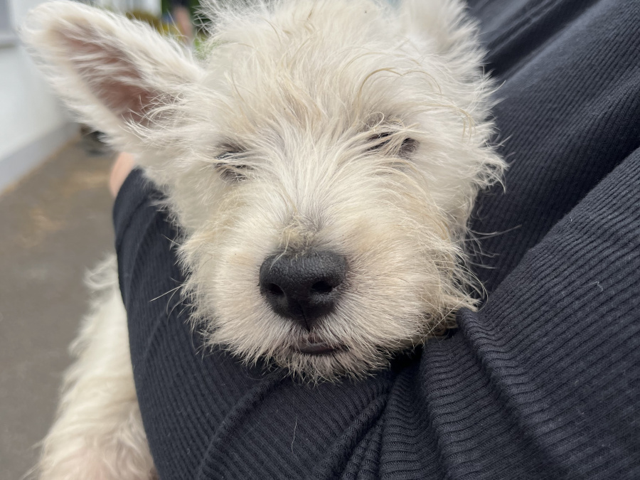 West Highland Terrier for sale in Westmeath - photo 5