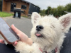 West Highland Terrier for sale in Westmeath - photo 6