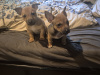 Jack Russell Terrier for sale in Dublin - photo 3