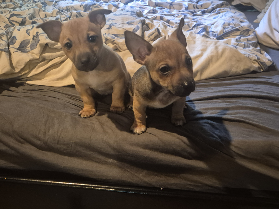 Jack Russell Terrier for sale in Dublin - photo 3
