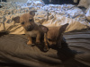 Jack Russell Terrier for sale in Dublin - photo 1