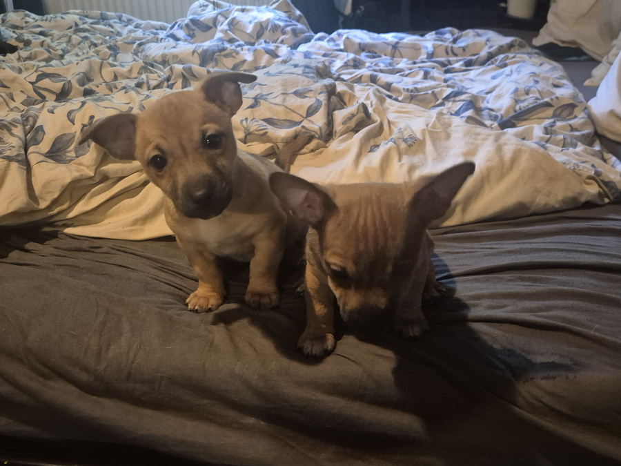 Jack Russell Terrier for sale in Dublin - photo 1
