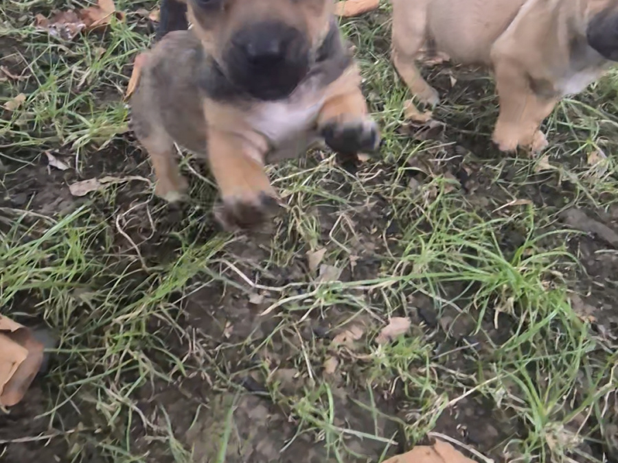 Jack Russell Terrier for sale in Dublin - photo 2