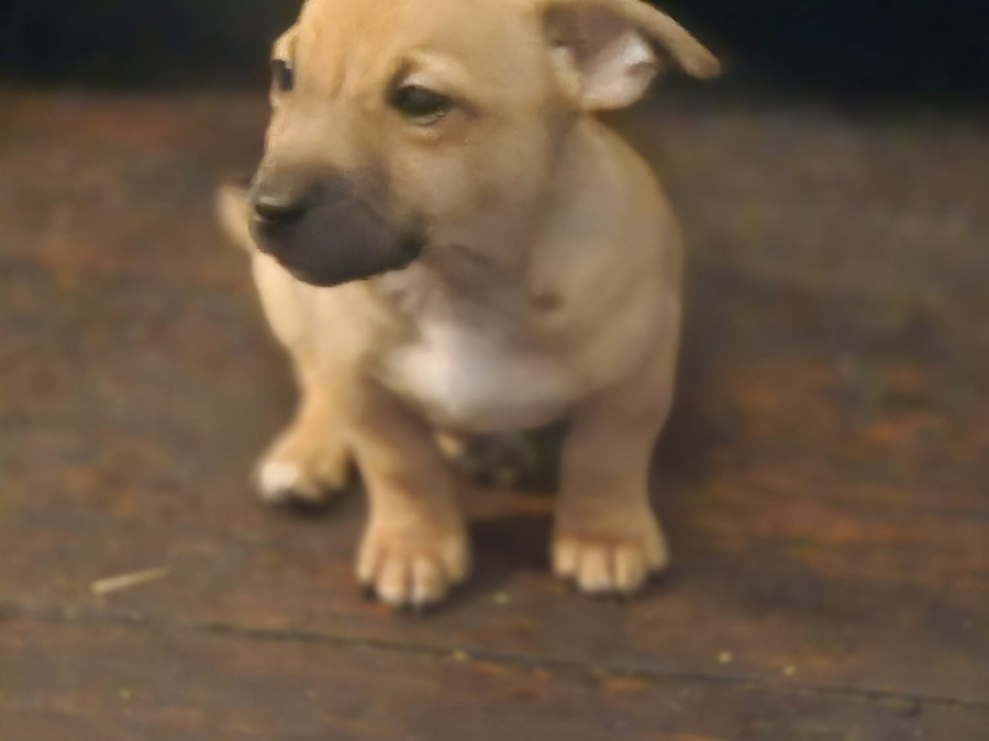 Jack Russell Terrier for sale in Dublin - photo 4