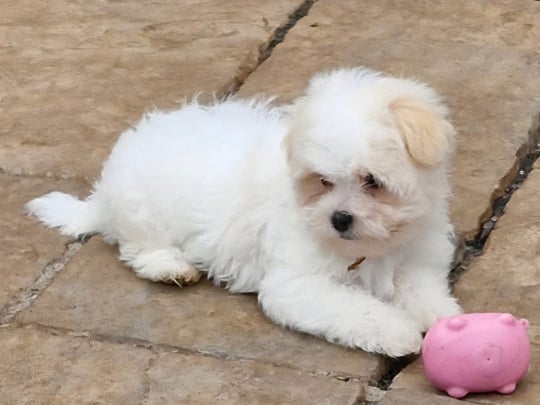 Teddy Bear puppies