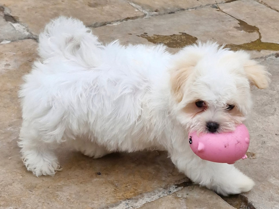Maltese for sale in Cork - photo 5