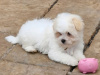 Maltese for sale in Cork - photo 4