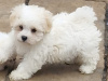 Maltese for sale in Cork - photo 2