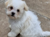 Maltese for sale in Cork - photo 3