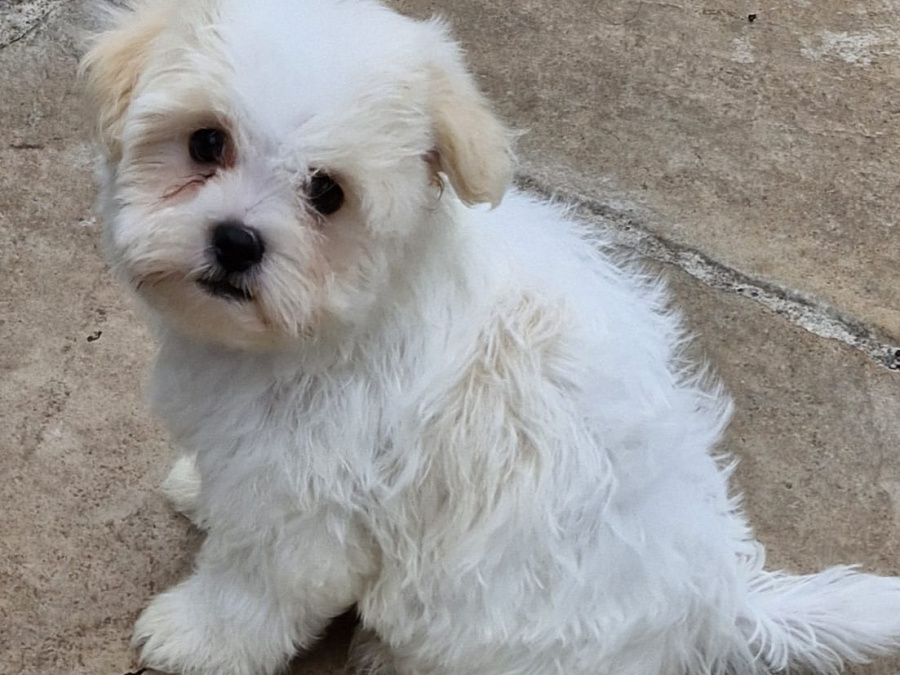 Maltese for sale in Cork - photo 3