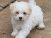 Maltese for sale in Cork - photo 6