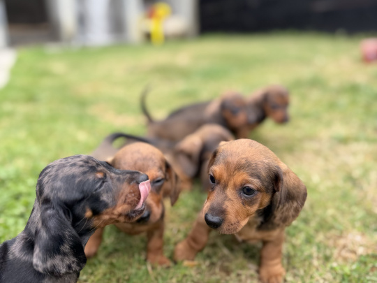 Dachshund