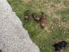 Dachshund for sale in Waterford - photo 2