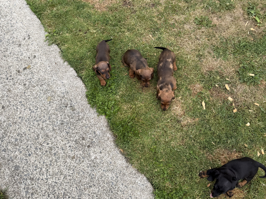 Dachshund for sale in Waterford - photo 2
