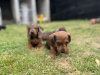 Dachshund for sale in Waterford - photo 3
