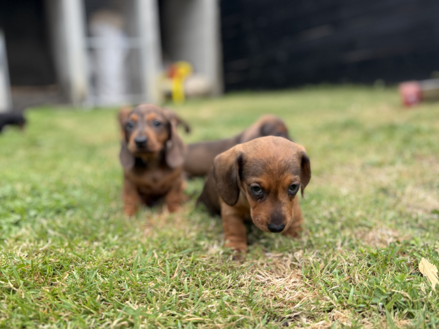 Dachshund for sale in Waterford - photo 3
