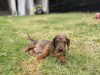 Dachshund for sale in Waterford - photo 4