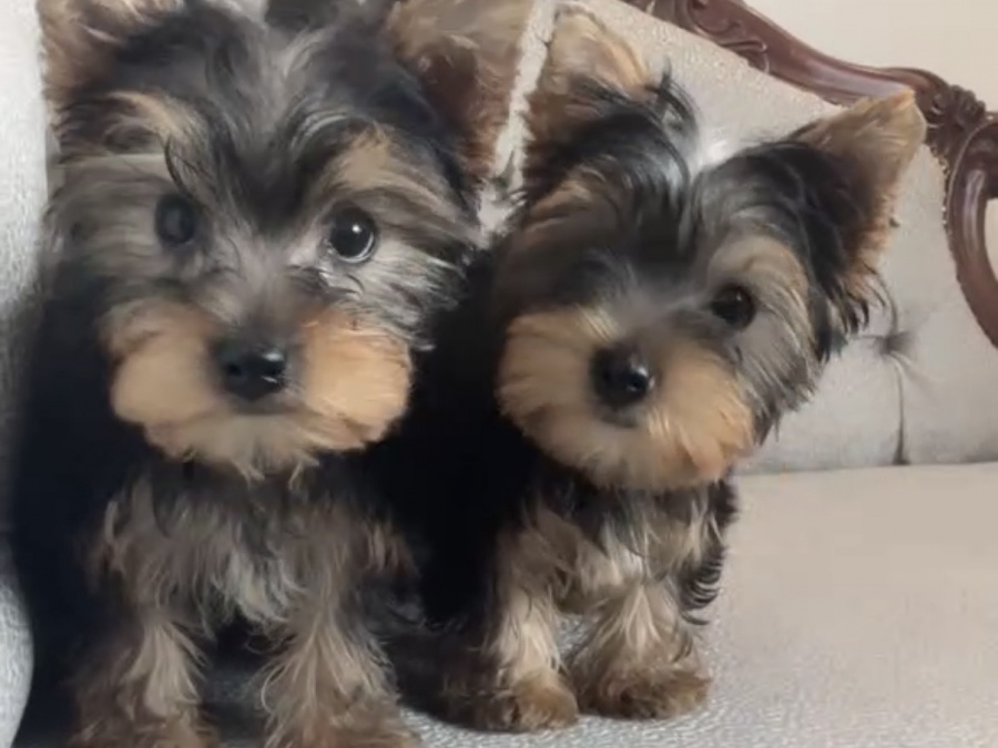 Yorkshire Terrier for sale in Kerry - photo 1