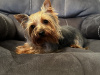 Yorkshire Terrier for sale in Kerry - photo 2