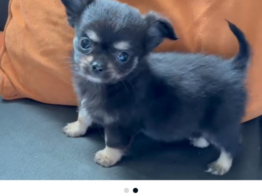 Are you looking for a tiny house dog💗💗💗