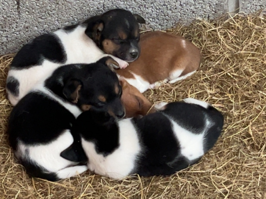 4 gentle/ playful miniature jack Russell’s for sale