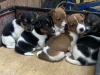 Jack Russell Terrier for sale in Limerick - photo 2