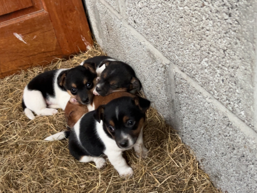 Jack Russell Terrier for sale in Limerick - photo 3