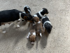 Jack Russell Terrier for sale in Limerick - photo 4