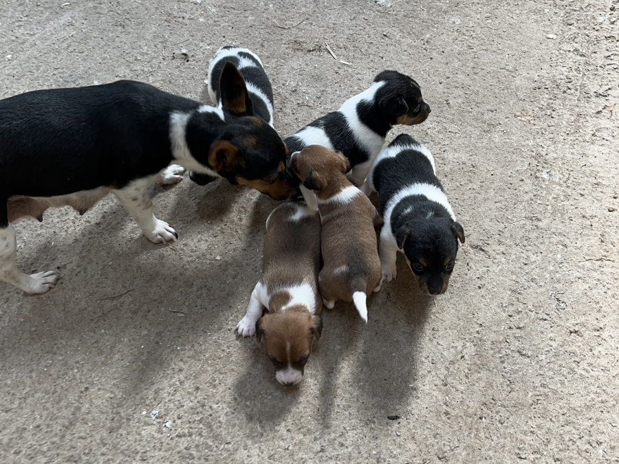 Jack Russell Terrier for sale in Limerick - photo 4
