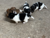 Jack Russell Terrier for sale in Limerick - photo 5