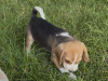 Beagle for sale in Galway - photo 1