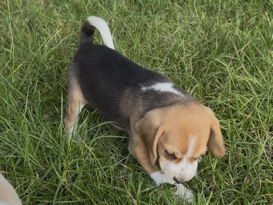 💕🐶Beagle Pups🐶💕