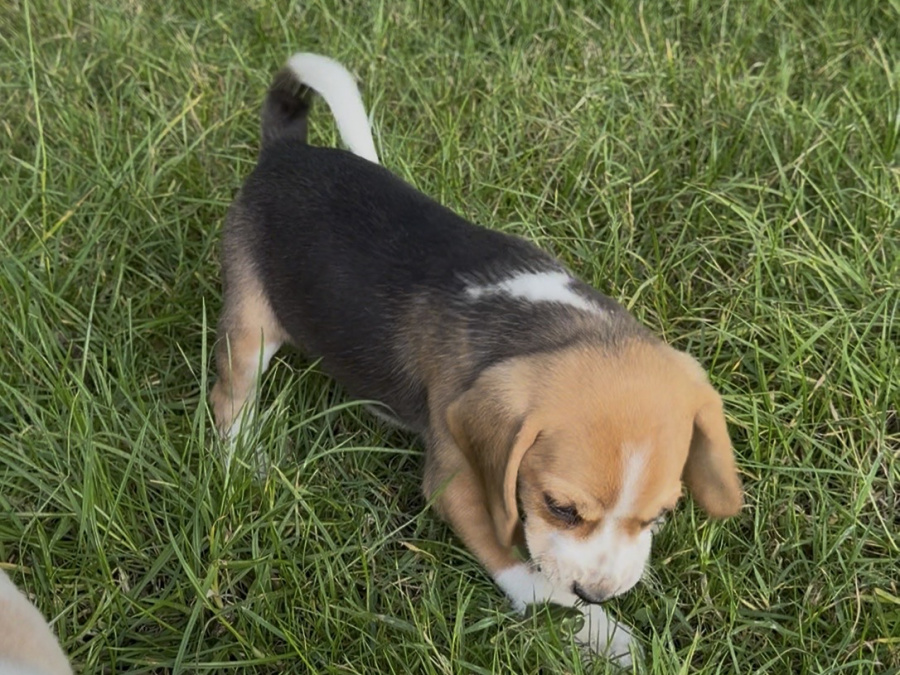 Beagle for sale in Galway - photo 1