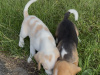 Beagle for sale in Galway - photo 2