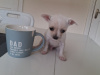 Chihuahua for sale in Wexford - photo 1