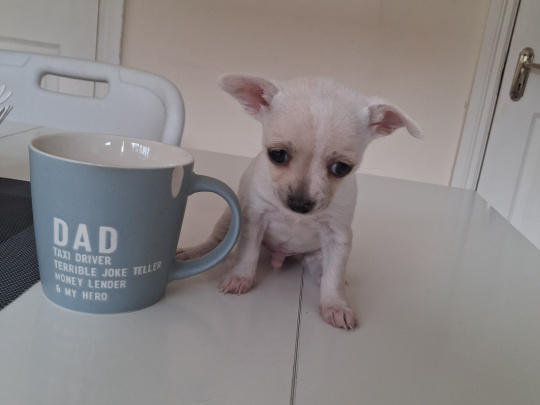 Chihuahua