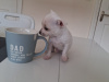 Chihuahua for sale in Wexford - photo 2