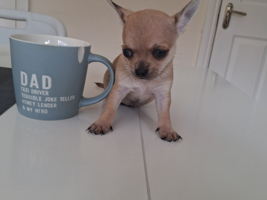 Chihuahua for sale in Wexford - photo 3