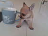 Chihuahua for sale in Wexford - photo 4
