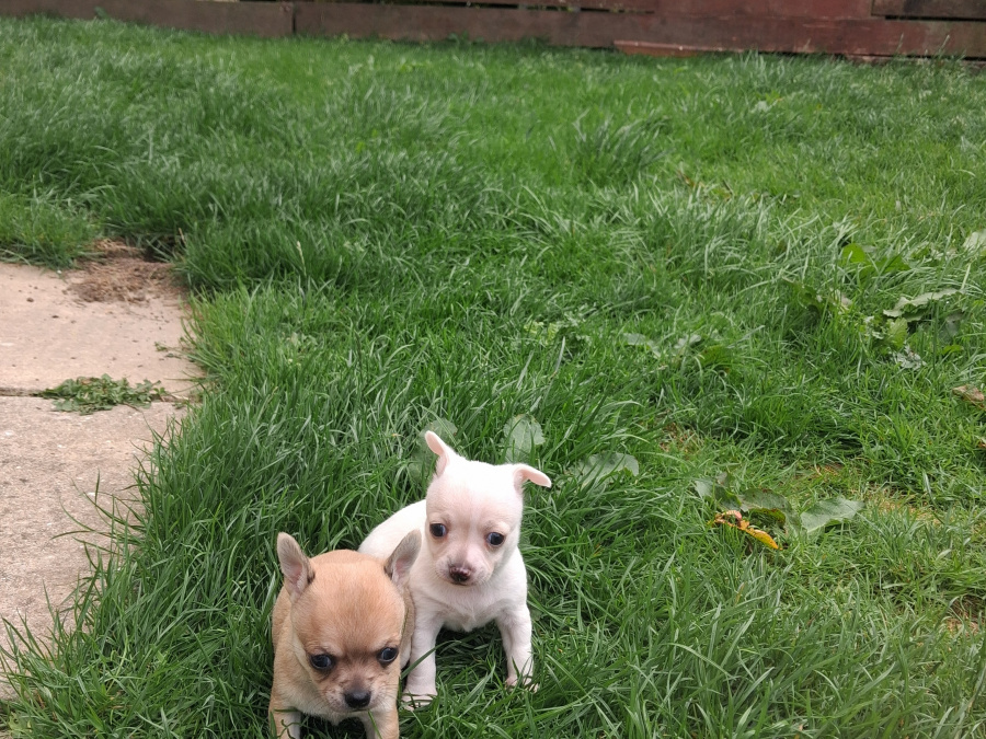 Chihuahua for sale in Wexford - photo 5