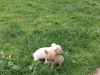 Chihuahua for sale in Wexford - photo 6
