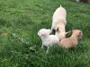 Chihuahua for sale in Wexford - photo 7