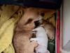 Chihuahua for sale in Wexford - photo 8