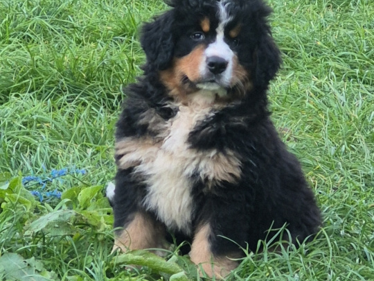 Bernese mountain dogs