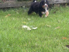 Bernese Mountain Dog for sale in Offaly - photo 2
